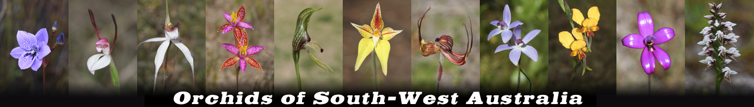Orchids of South-west Australia