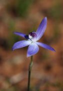 Cyanicula amplexans - Dainty Blue Orchid