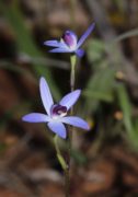 Cyanicula amplexans - Dainty Blue Orchid