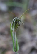 Pterostylis angusta - Narrow-hooded Greenhood