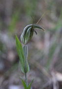 Pterostylis angusta - Narrow-hooded Greenhood