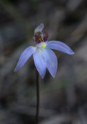 Cyanicula aperta - Western Tiny Blue Orchid
