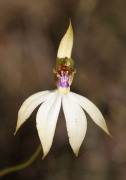 Praecoxanthus aphyllus - Leafless Orchid