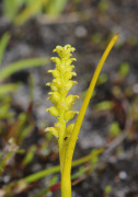 Microtis atrata - Swamp Mignonette Orchid