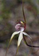 Caladenia longicauda subsp. borealis - Daddy-long-legs Spider Orchid