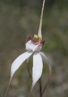 Caladenia Spider Orchids