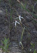 Caladenia longicauda subsp. calcigena - Coastal White Spider Orchid