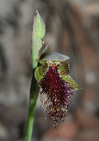 Calochilus Beard Orchids