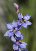Thelymitra campanulata - Shirt Orchid