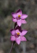 Thelymitra campanulata x T. spiralis - Hybrid Shirt Orchid