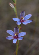 Thelymitra canaliculata - Blue Sun Orchid