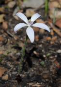 Cyanicula ixioides subsp. candida - White China Orchid