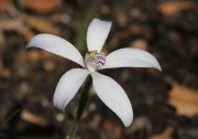 Cyanicula ixioides subsp. candida - White China Orchid
