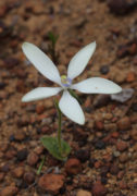 Caladenia ixioides subsp. candida - White China Orchid