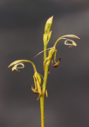 Spoculaea ciliata - Elbow Orchid