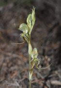 Pterostylis ciliata - Hairy Rufous Greenhood