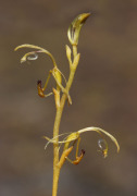 Spoculaea ciliata - Elbow Orchid