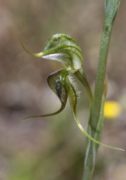 Pterostylis ciliata - Hairy Rufous Greenhood