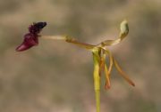 Drakaea concolor - Kneeling Hammer Orchid
