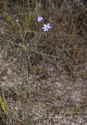 Thelymitra cornicina - Lilac Sun Orchid