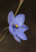 Thelymitra cornicina - Lilac Sun Orchid