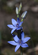 Thelymitra crinita - Blue Lady