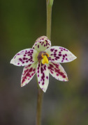 Thelymitra cucullata - Swamp Sun Orchid