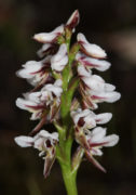 Prasophyllum cucullatum - Hooded Leek Orchid
