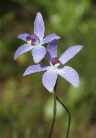 Cyanicula Blue Orchids
