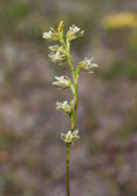 Prasophyllum cyphochilum - Pouched Leek Orchid