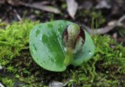 Corybas despectans - Sandhill Helmet Orchid