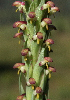 Disa South African Orchid