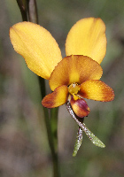 Diuris Donkey Orchids