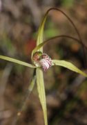 Caladenia elegans - Elegant Spider Orchid