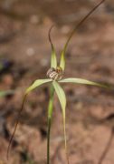 Caladenia elegans - Elegant Spider Orchid