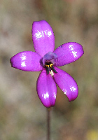 Elythranthera Enamel Orchids