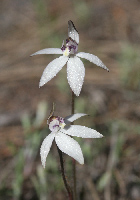 Ericksonella Sugar Orchid