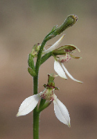 Eriochilus Bunny Orchids
