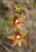 Thelymitra fuscolutea - Chestnut Sun Orchid