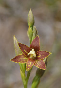 Thelymitra fuscolutea - Chestnut Sun Orchid