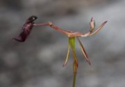 Drakaea gracilis - Slender Hammer Orchid