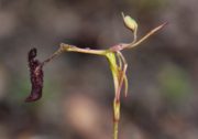 Drakaea gracilis x livida - Hybrid