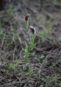 Pterostylis hamiltonii - Red-veined Shell Orchid