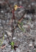 Paracaleana hortiorum - Hort's Duck Orchid
