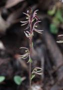 Cyrtostylis huegelii - Midge Orchid
