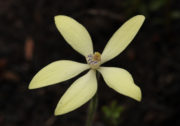 Cyanicula ixioides subsp. ixioides - Yellow China Orchid