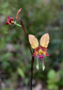 Diuris jonesii - Dunsborough Donkey orchid