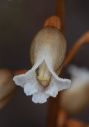 Gastrodia lacista - Bell Orchid, Potato Orchid