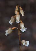 Gastrodia lacista - Bell Orchid, Potato Orchid