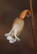 Gastrodia lacista - Bell Orchid, Potato Orchid